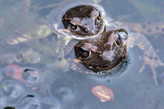 [뉴시스 앵글]"봄 기운이 느껴져요" 제주 큰산개구리의 산란