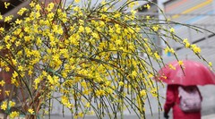 전국에 봄비…중부지방 미세먼지 '나쁨'[내일날씨]