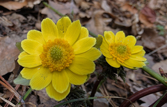 강원산지·동해안 오후까지 비나 눈