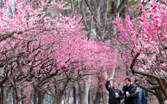 평년 수준 봄 기온…충청·남부지방 수요일 비[다음주 날씨]