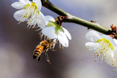 일교차 큰 봄 날씨…오후엔 전국 곳곳 미세먼지[오늘날씨]