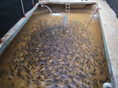 제주, 말쥐치 양식 출하 성공…"객주리 조림용 생선"