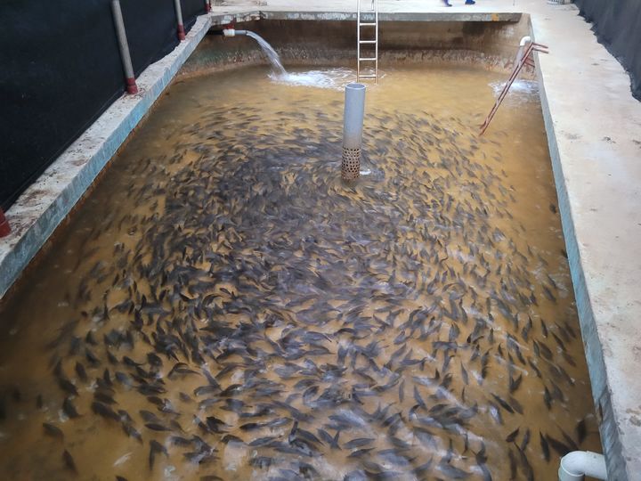 제주, 말쥐치 양식 출하 성공…"객주리 조림용 생선"