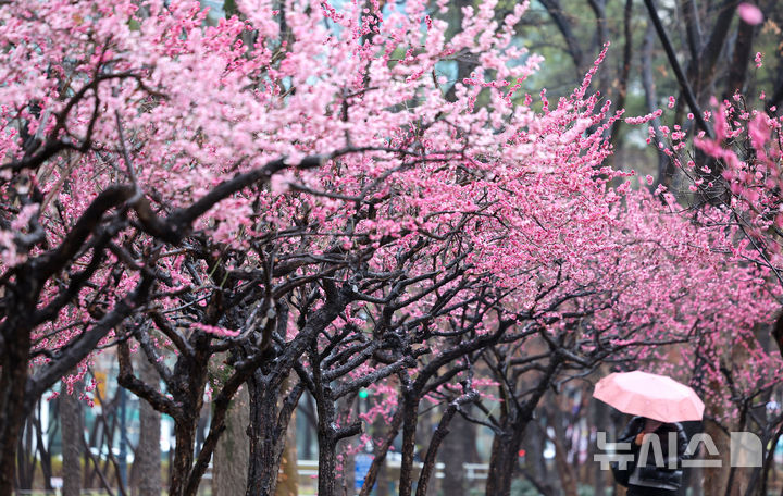 전국에 봄비 내려요 [뉴시스Pic]