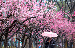 울산 대체로 흐림, '최대 20㎜' 봄비 내린다…한낮엔 19도