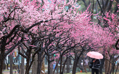 만개한 홍매화 아래로 내리는 봄비