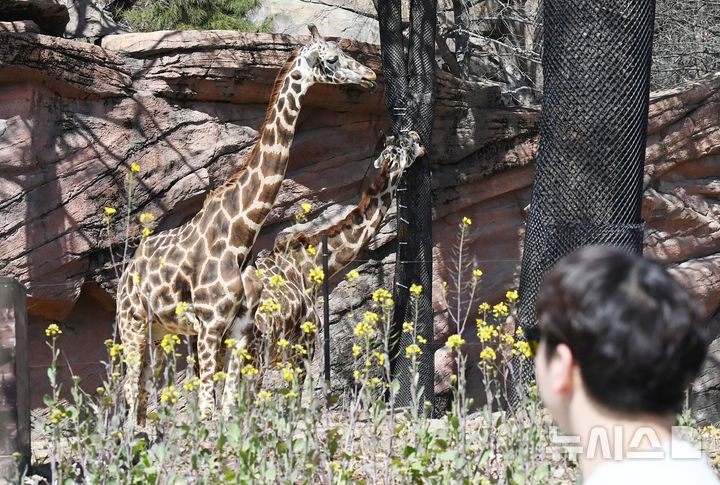 사파리 속 동물들 걸어서 만나요 [뉴시스Pic]