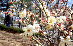 맑고 포근한 '춘분'…최대 20도 일교차 유의[내일날씨]