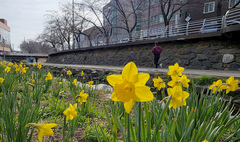 "봄이네"…전국 맑고 포근, 낮 최고 18도 안팎[이주의 날씨]