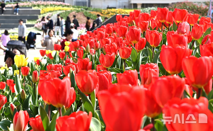 튤립과 함께 찾아온 봄, 꽃길을 걸어요! [뉴시스Pic]