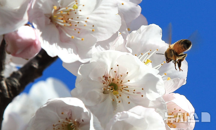 올해 벚꽃 개화 평년보다 2~7일 빨라… 서울은 4월 7일 절정 [뉴시스Pic]