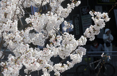 낮 기온 최고 20도 안팎 '포근'…남부·제주는 비[내일날씨]