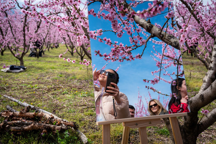 '다채로운 색채의 향연' 세계 곳곳 물들인 봄꽃 [뉴시스Pic]