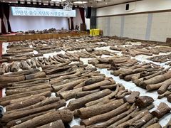 왜 자단목인가…신안선 50년 연구 '마지막 퍼즐'