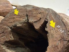 "몽골 문자 아닐까" "100억까지 가능" …자단목 첫 공개 현장