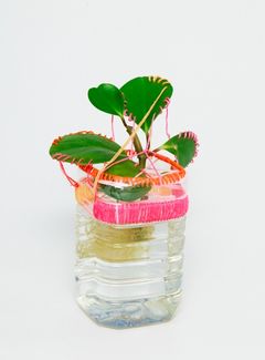 꿰맨 식물, 뒤틀린 사랑…장욱희 ‘사랑했다고 말한다’[아트서울]