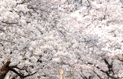 낮 23도까지 올라 포근…오전 미세먼지 '나쁨'[내일날씨]