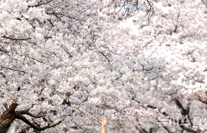 손 끝에 닿은 '봄' [뉴시스Pic]