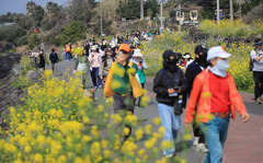 서귀포 유채꽃 국제걷기대회…참가자들, 제주의 봄 만끽[뉴시스 앵글]