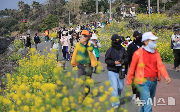 유채꽃과 제주의 봄을 만끽하며 함께 걸어요 [뉴시스Pic]