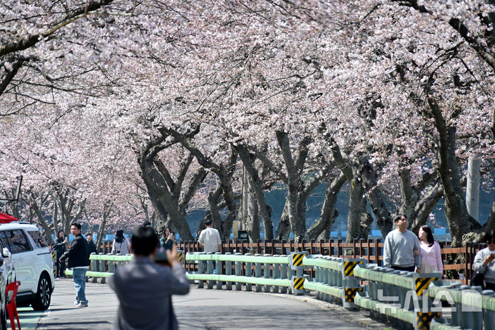 포근한 날씨에 상춘객 맞이하는 벚꽃 [뉴시스Pic]