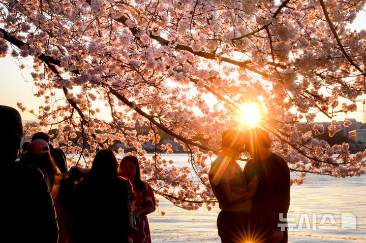 "팝콘 같은 꽃잎" 美 워싱턴 타이들 베이슨 벚꽃 만개 [뉴시스Pic]