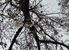 서울 벚꽃 공식 개화…지난해보다 6일 빨라