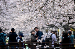 상춘객 유혹하는 진해벚꽃