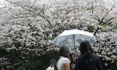 아침 짙은 안개·곳곳 봄비…낮 최고 18도 포근[내일날씨]