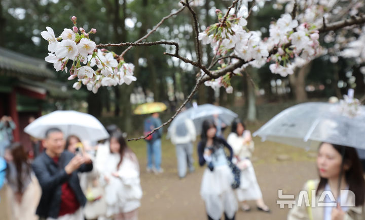 비가 와도 벚꽃 구경은 놓칠 수 없지 [뉴시스Pic]