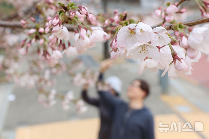'연분홍 물결 시작' 여의도 윤중로 벚꽃 개화 [뉴시스Pic]