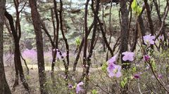 10일만 열리는 분홍빛 길…세종대왕릉 진달래숲길 2년 만에 개방