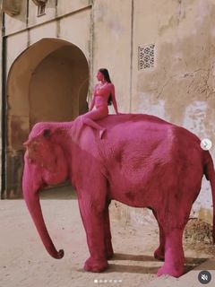 코끼리가 왜 분홍색으로?…사진 한 장에 온라인 '발칵'