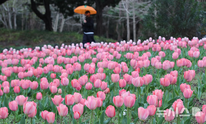 봄비와 튤립 [뉴시스Pic]