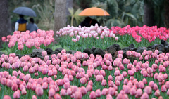 낮 최고 23도 '포근'…밤부터 곳곳 봄비[내일날씨]