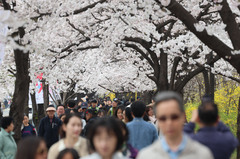 매년 300만 찾는 '여의도 벚꽃축제'…정부, 인파관리 점검
