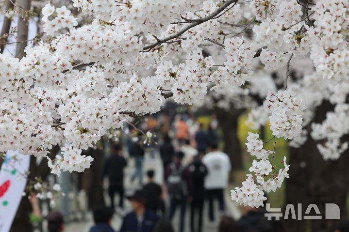 활짝 핀 여의도 윤중로 벚꽃 [뉴시스Pic]