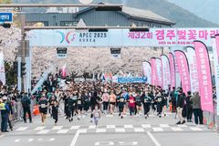 이젠 K-러닝…관광공사, 경주벚꽃마라톤에 외국인 대거 유치