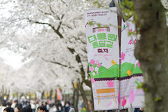 천년고도 경주에 내리는 꽃비…'대릉원돌담길 축제' 속으로