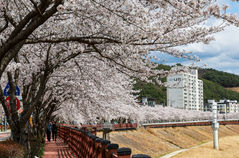 원지 강변 벚꽃길 봄 만끽