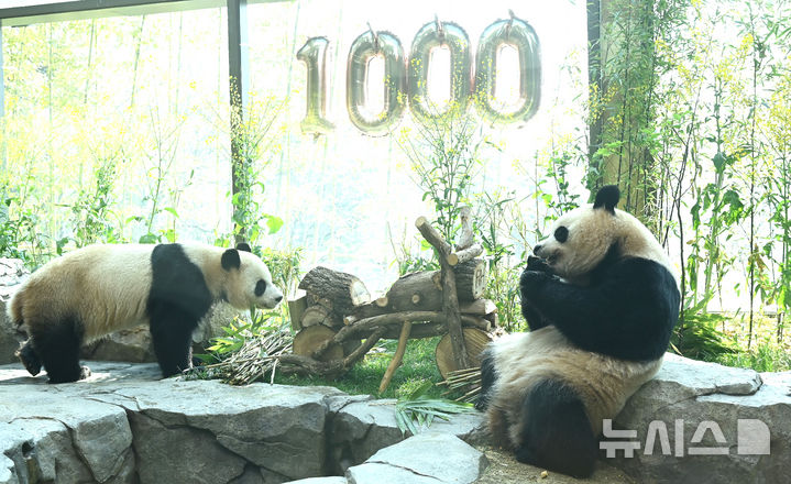 쌍둥이 판다 태어난지 1000일