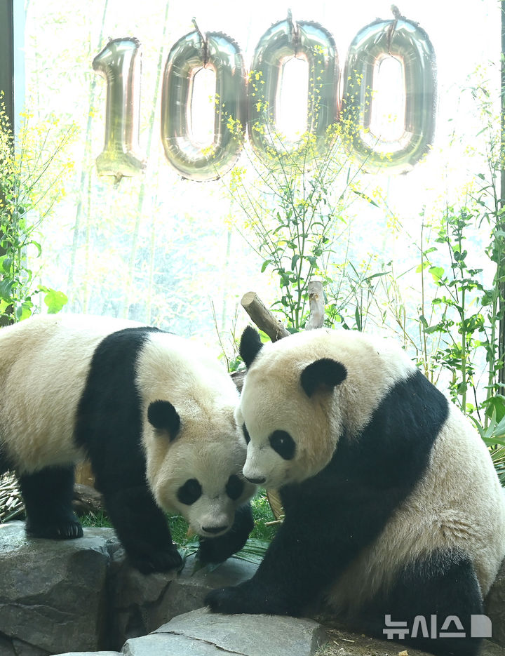 '우리 태어난지 1000일 됐어요'