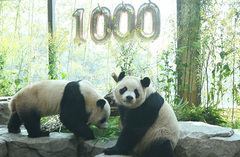 쌍둥이 판다 루이·후이 "우리 태어난지 1000일 됐어요"  [뉴시스Pic]