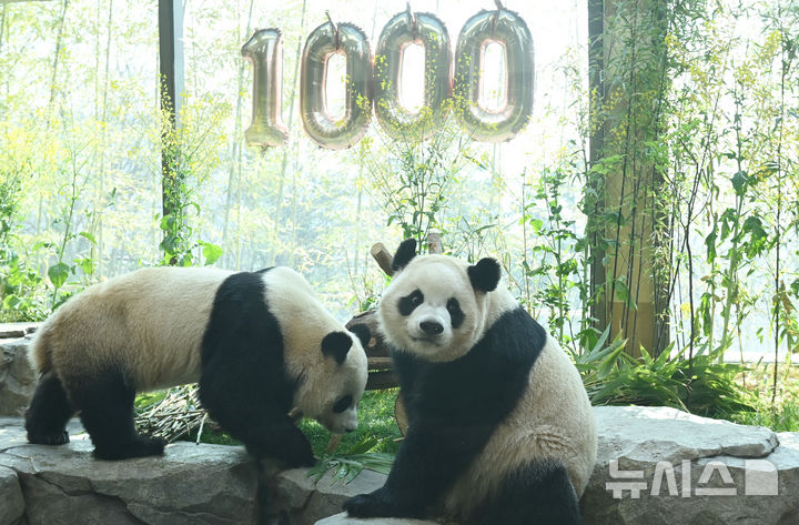 쌍둥이 판다 루이·후이 "우리 태어난지 1000일 됐어요"[뉴시스Pic]