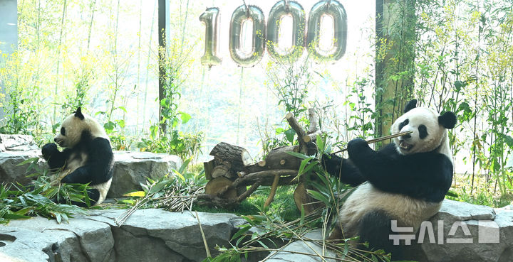 '우리 태어난지 1000일 됐어요'