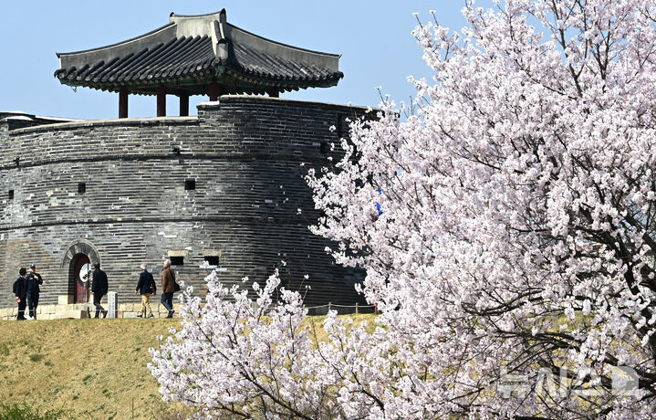 벚꽃과 수원화성