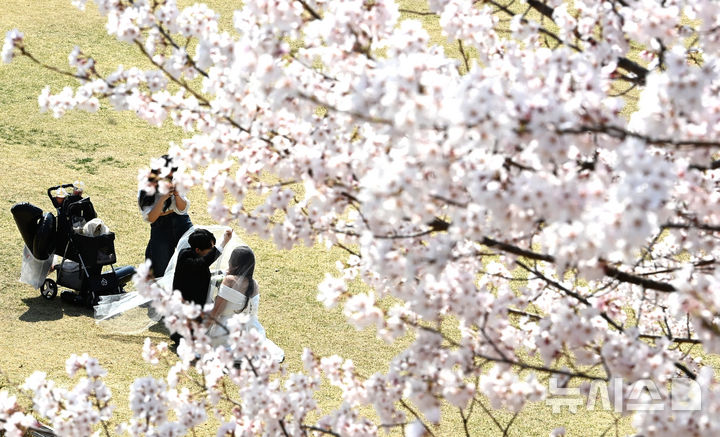 벚꽃 가득한 봄날