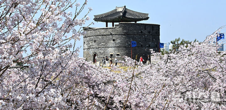 벚꽃과 수원화성