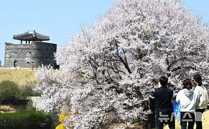 벚꽃과 수원화성
