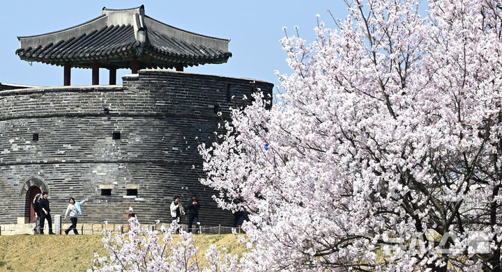 벚꽃과 수원화성